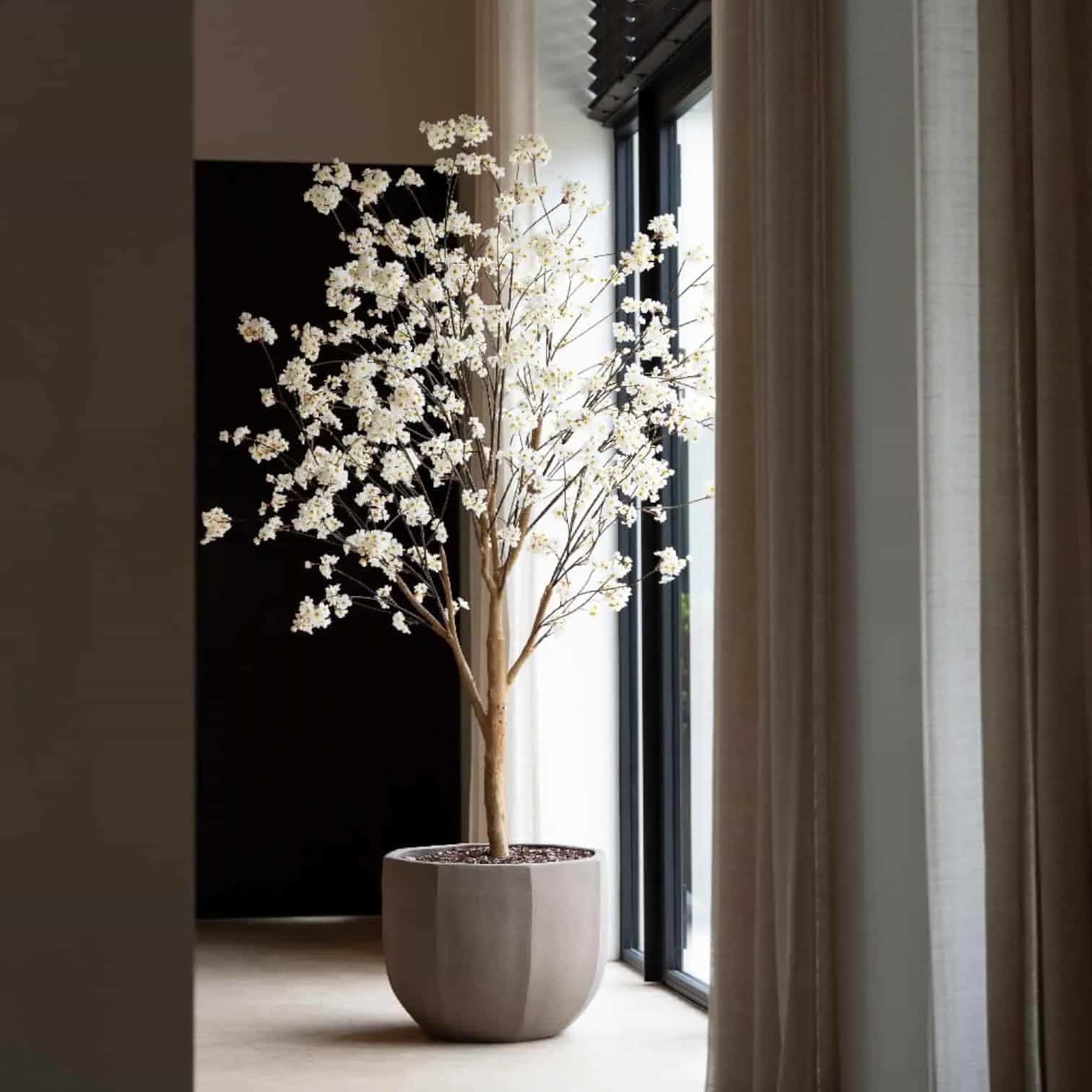 Bloesem Boom Crème 220cm incl. Witte Pot