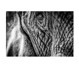 Logan Elephant II zwart-wit