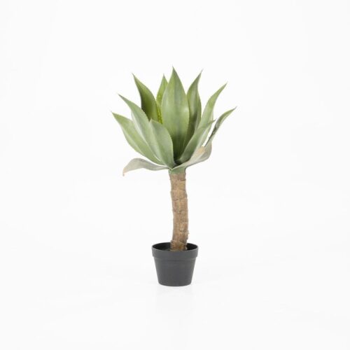 Agave on stem – small