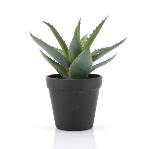 Agave – small