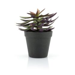 403114 Succulent – 2