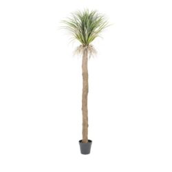 Wild Yucca tree – large