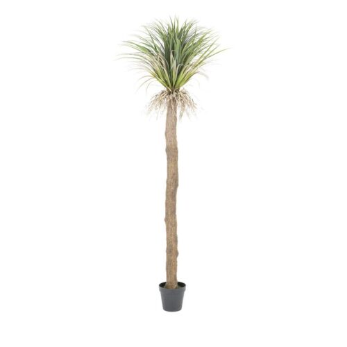 Wild Yucca tree – large
