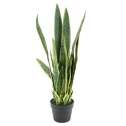 Sansevieria – medium