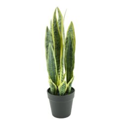 Sansevieria – small