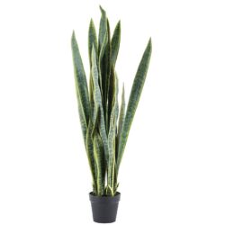 Sansevieria  – large