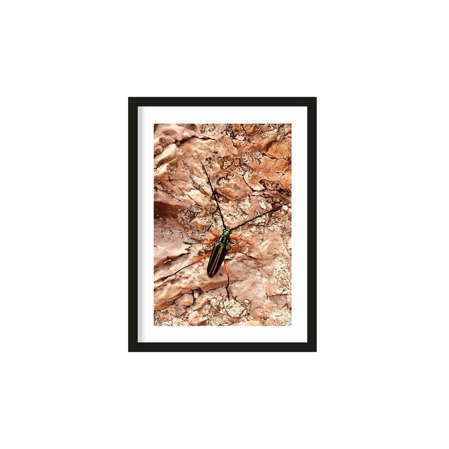 Alta en insectos de la vida 40×50