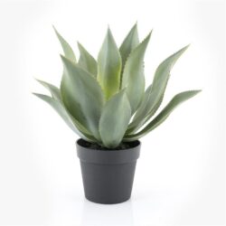 Agave – large