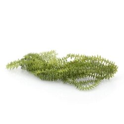 Hanging bush Ficus on stick