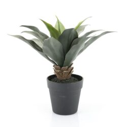 Agave – medium