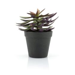 Succulent – 2
