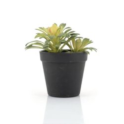 Succulent – 1