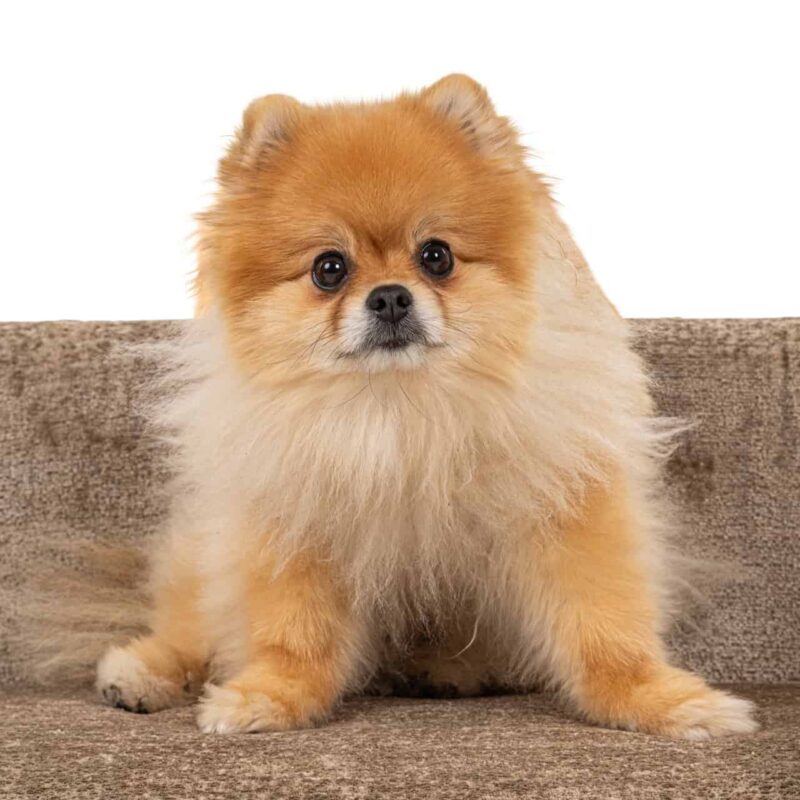 Hondenbed Bingo taupe chenille