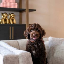 Wandkast Cambon dark coffee