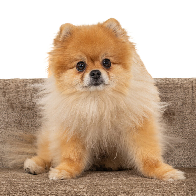 Hondenbed Bingo taupe chenille