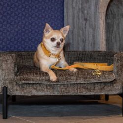 Hondenbed Dolly, luxe en comfortabel voor jouw huisdier