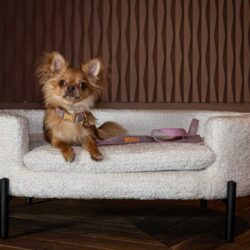 Hondenbed in gebruik, comfortabel en rustgevend