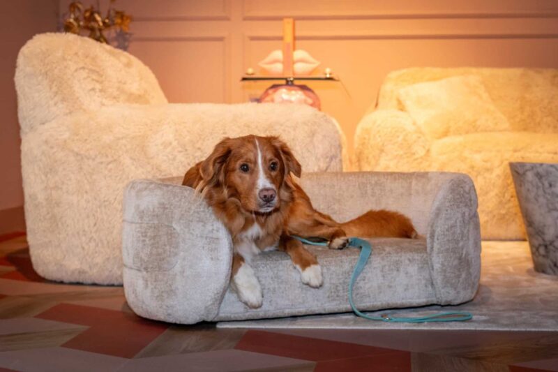 Hondenbed Bingo clay chenille in een winkel, beschikbaar voor aankoop