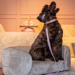 Hondenbed Bingo clay chenille in een andere kleur, Taupe Chenille